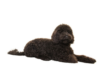 Black labradoodle lying isolated on a white background