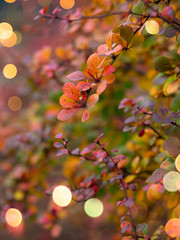 Beautiful autumn branch with a bokeh background