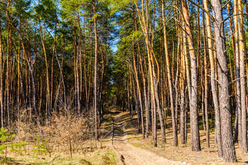 Rows of the pine trees in a forest
