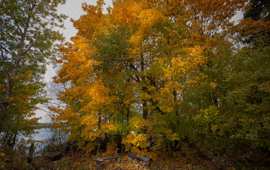 autumn corner in the forest for gatherings and picnics in nature