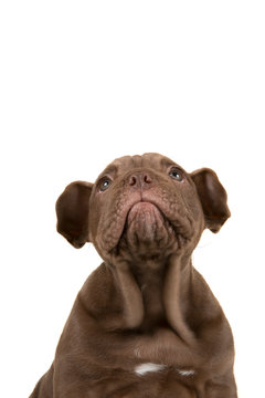 Portrait of an adorable Old english bulldog puppy looking up on isolated on a white background in a vertical image