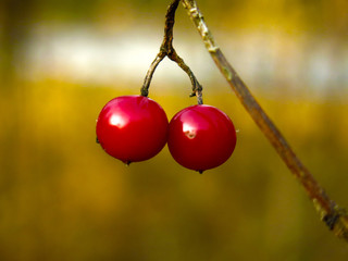 two bright red viburnum berries on a branch in autumn