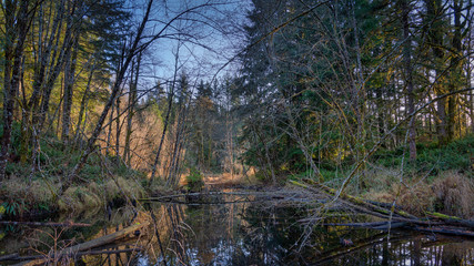 Fototapeta na wymiar Beaver Dam Pond In Autumn
