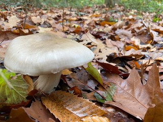 mushrooms in forest