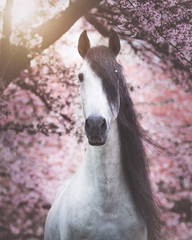 Dreamy andalusian stallion between the pink blossom trees 