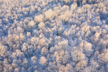 Winter landscape. Frosty trees in morning sunlight. Amazing snowy nature. Christmas background. Wintry forest aerial view.