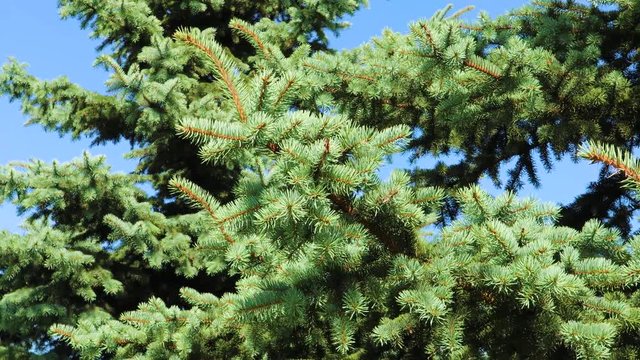 Fluffy spruce paws of a blue fir swaying in the wind against blue sky