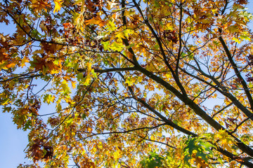 Maple tree leaves in autumn on a sunny day	