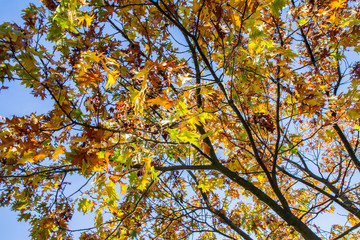 Maple tree leaves in autumn on a sunny day	