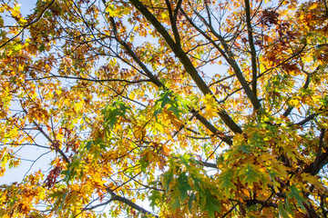 Maple tree leaves in autumn on a sunny day	