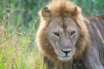 Close-up of a proud male lion king with impressive mane relaxing at Serengeti National Park, Tanzania, Africa.