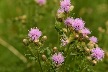 Thistle Flowers Cirsium arvense