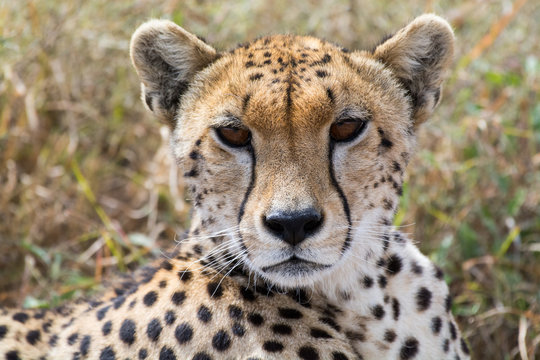Proud cheetah overlooking its neighborhood at Serengeti National Park, Tanzania, Africa.