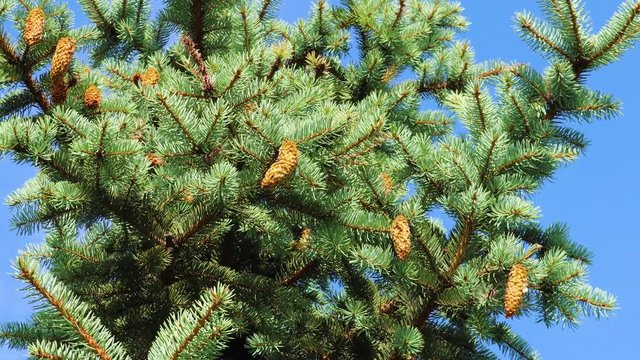 Fluffy spruce paws of a blue fir with cones swaying in the wind against blue sky
