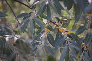 Sea buckthorn flowering in the summer garden, closeup branch with yellow flowers.