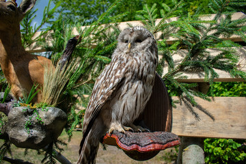 some stuffed trophy from a wild animal