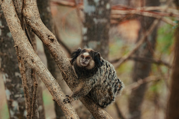 Monkey in brasil