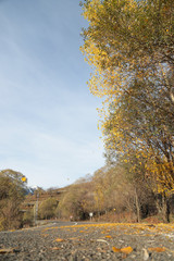 Fototapeta premium First snow in the forest in the mountains