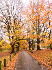 Fototapeta na wymiar Autumn Colours in the Park
