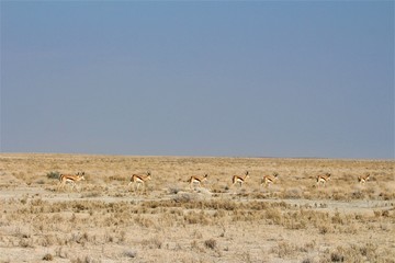 Herd of springboks walking around Etosha Nationalapark, Africa, Namibia