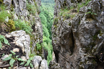 rock and moss