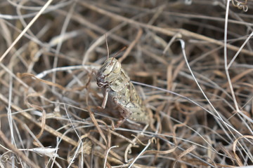 camouflage