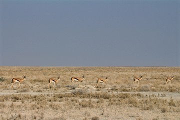 Naklejka premium Herd of springboks walking around Etosha Nationalapark, Africa, Namibia