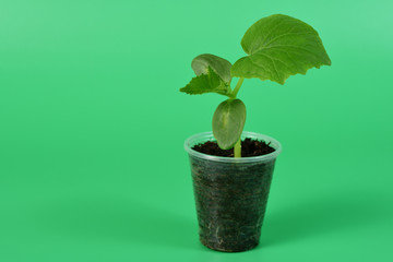 green sprout in a cup on a green background