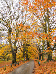 Autumn Colours in the Park