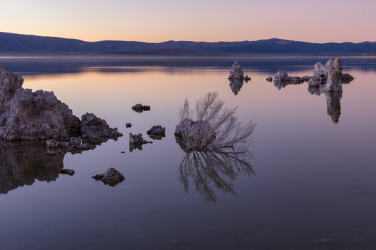 Mono lake tufa and tree reflection at sunrise, California
