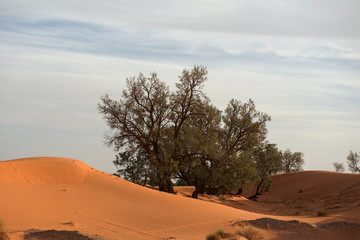 Fototapeta na wymiar Oasis in the desert