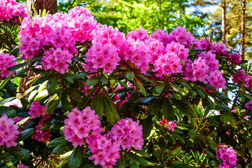 Obraz premium Pink rhododendrons flowers in the garden.