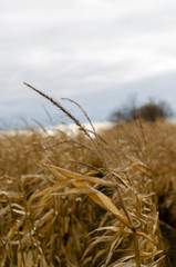 Fototapeta premium landscape images