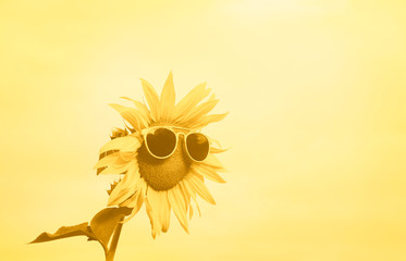 Sunflower with sunglasses on yellow background. Summer concept