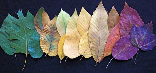 Row of colorful leaves