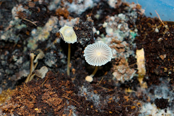 parasola auricoma mushrooms in the compost bin where they help d