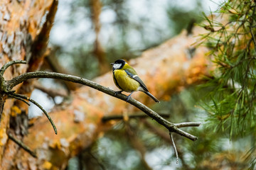 tit sits on a pine branch