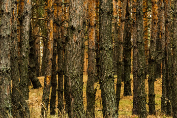 landscapes with many pines in forest