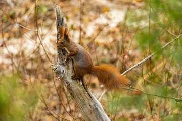 Close up picture of squirrel on a branch