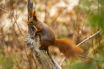 Close up picture of squirrel on a branch