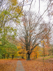 Fototapeta premium Autumn Colours in the Park