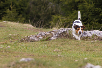 cagnolino jack russel che corre