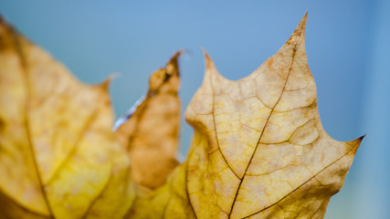 Blurred background brown dry maple leaf, macro photo.