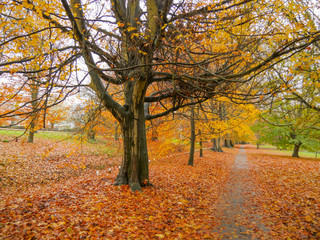 Autumn Colours in the Park