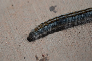 caterpillar on leaf