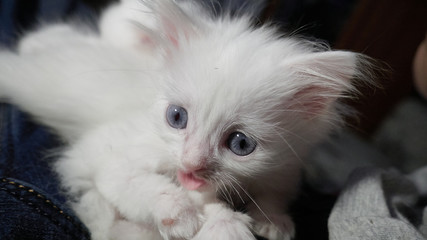White cat with different eyes. Odd-eyed kitten. Cat with 2 different-colored eyes, heterocromatic eyes &mdash; Turkish Angora. It is a cat with heterochromia. Cat looking straight, on the grey background