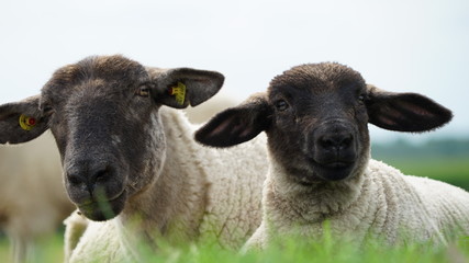 Fototapeta premium portrait of two black-headed sheeps in the summer