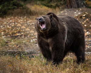 Grizzly Bear Bruno in Fall colors in Montana USA