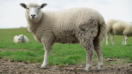looking white sheep on a nice summerday