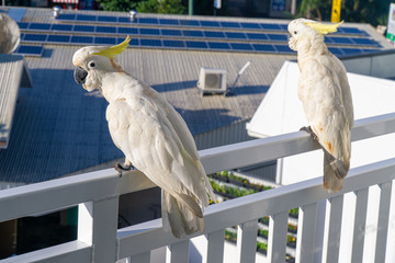 some white cockatoos sitting on the white balcony area in a hotel in Australia